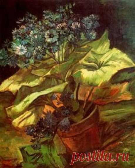 Vincent van Gogh. Cineraria in a Flowerpot. Paris: July-August 1886