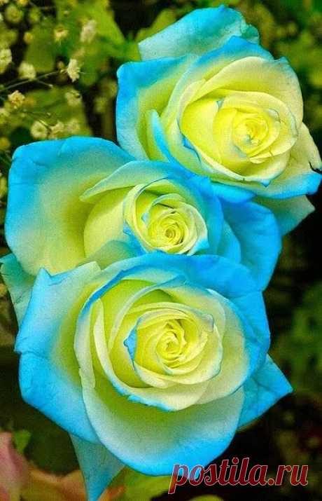 Blue and yellow rose