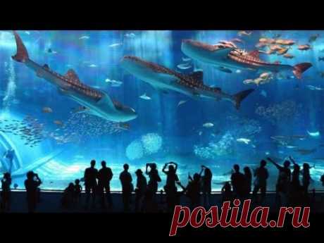 Самый большой океанариум В МИРЕ, Сингапур | The largest aquarium in the WORLD, Singapore