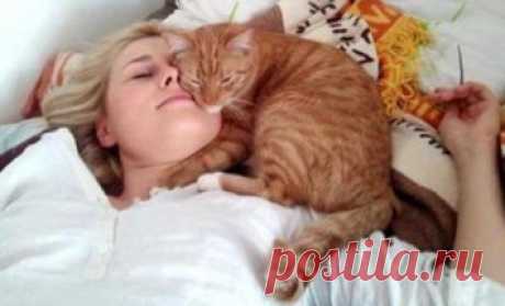 Почему кот спит на человеке: что означают его позы и выбранное место - Все самое интересное!