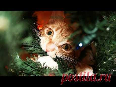 A Cat&amp;#39;s Guide to Christmas! - YouTube