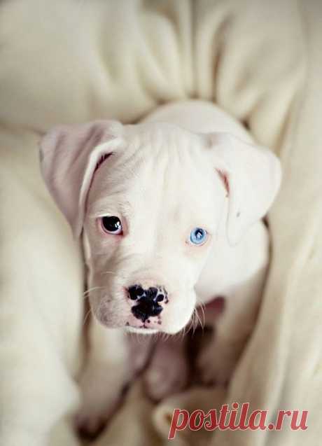 Новорожденный щеночек с разноцветными глазами