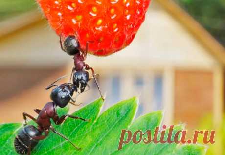Как избавиться от муравьев на участке самостоятельно и навсегда, методы борьбы с муравьями на дачном садовом участке Муравьи появляются на участке незаметно, но быстро размножаются, возводят муравейник, создают колонию во главе с королевой и прочно закрепляются на вашей территории. Именно они размножают [...]
