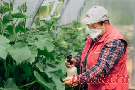 Подкормка огурцов борной кислотой во время цветения и завязывания плодов