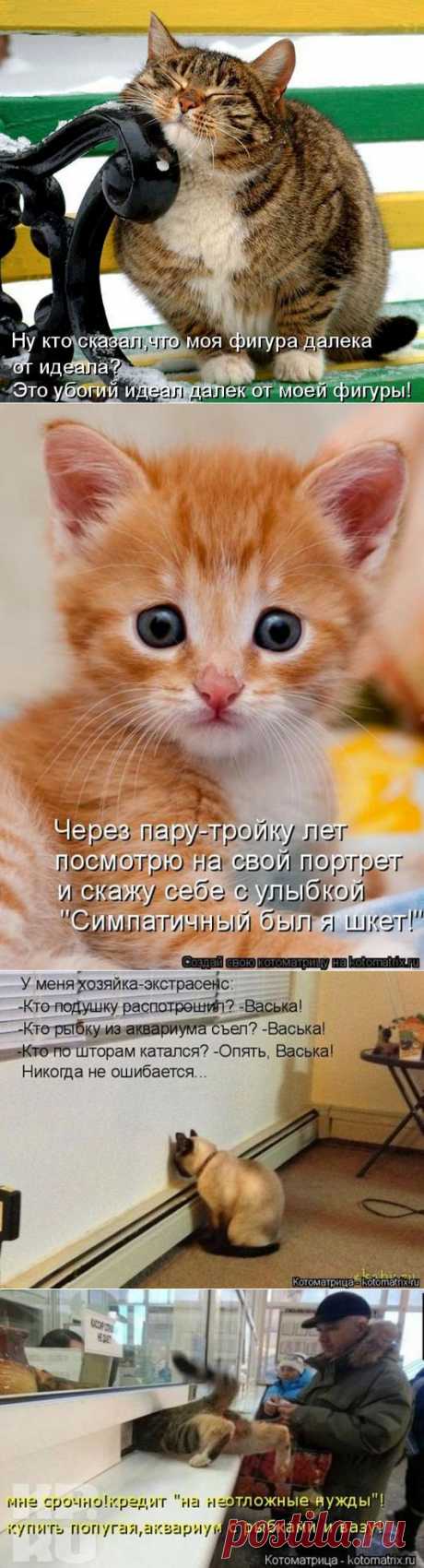 Котодром (25.07.14) | SOFTMIXER