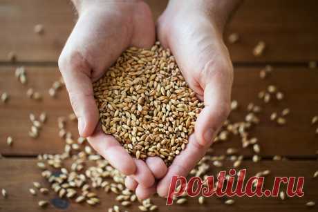 Be Kind to Your Grains ... And Your Grains Will Be Kind To You - The Weston A. Price Foundation Read this in: ČeštinaEspañol 🖨️ Print post The science of nutrition seems to take a step backwards for every two steps it takes forward. When the study of […]