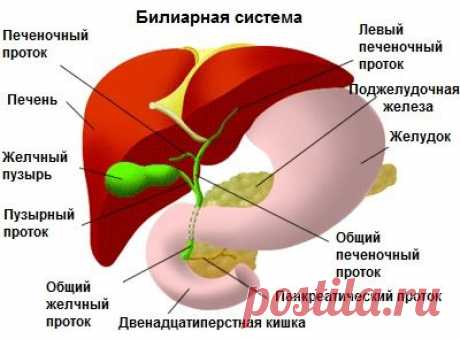 Как стимулировать печень и поджелудочную железу - Шаг к Здоровью