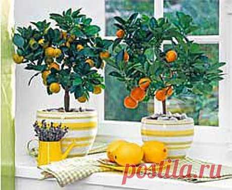 Как вырастить лимон в домашних условиях - Свое хозяйство * - Сборник - Умеха - Самоделки и Советы