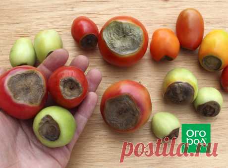 Вершинная гниль томатов: причины появления и способы борьбы | Томаты (Огород.ru)