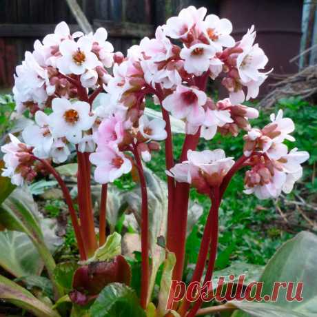 Многолетний садовый цветок Бадан (Bergenia). Семейство: камнеломковые (Saxifragaceae)

Синонимы: бергения

Многолетнее корневищное, травянистое растение высотой до 40 см. Образует обширные куртины. Листья крупные, кожистые, блестящие, вечнозеленые, цветки розовато-лиловые, колокольчатые, собраны в рыхлое соцветие на безлистном толстом цветоносе.