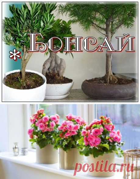 Комнатные растения | Galina Savvulidi | Забота о доме. Фотографии и советы на Постиле