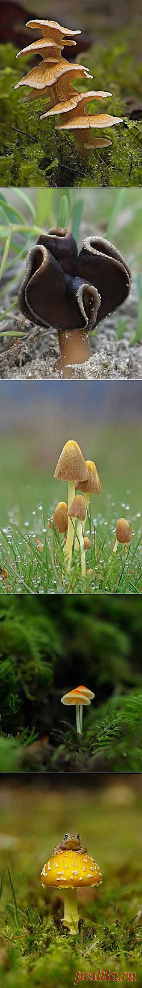 Paddenstoelen