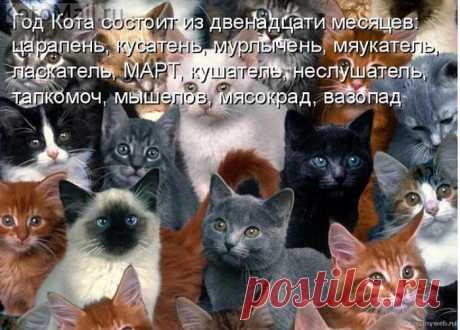 Котябрь. | KotoMail.ru