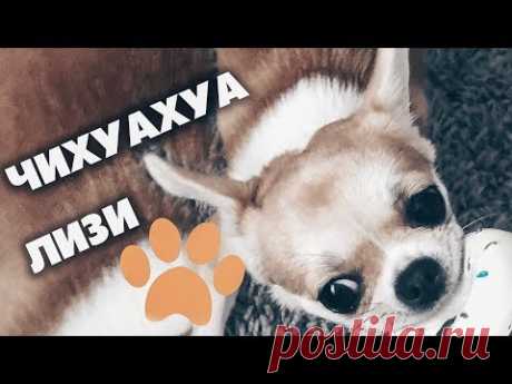 СМЕШНАЯ ЧИХУАХУА ЛИЗИ🐶ЧЕМ КОРМИТЬ СОБАКУ? PLATINUM