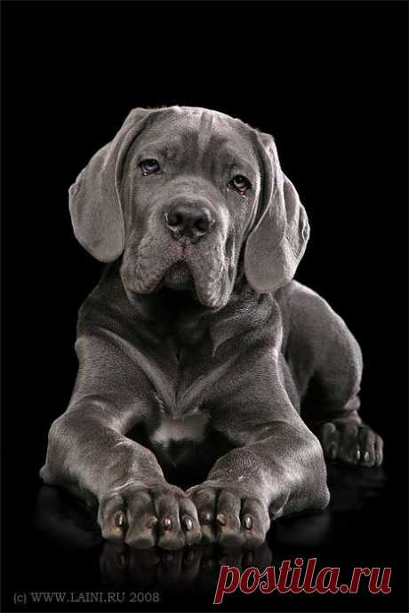 Cane Corso puppies.