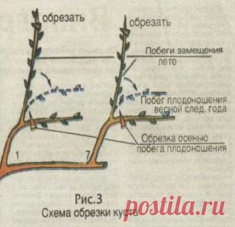 Как выращивать виноград без особых хлопот. | Лайфхаки