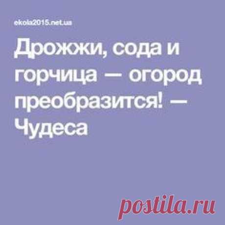 Дрожжи, сода и горчица — огород преобразится! — Чудеса