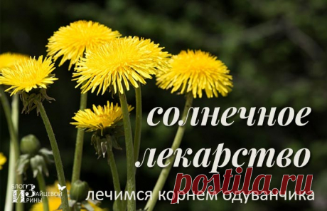 Корень одуванчика. Лечебные свойства. Противопоказания | Блог Ирины Зайцевой