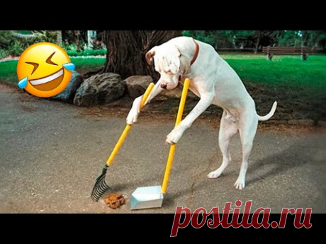 (15) Funny Dogs And Cats Videos 2022 😅👌 - Best Animal Videos Of The Month 😁 #1 - YouTube
