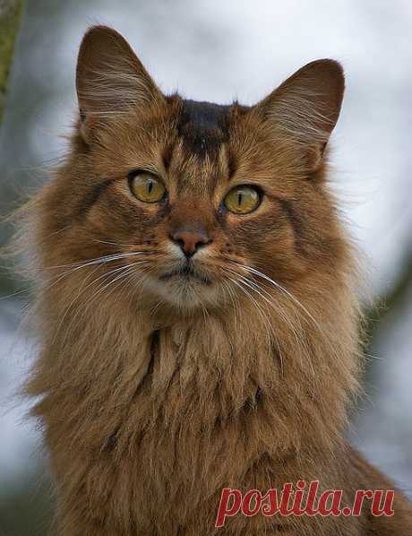 Somali Cat | Flickr - Photo Sharing!