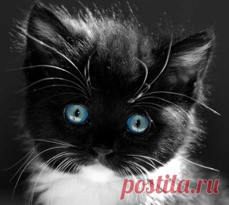 Beautiful Blue Eyes | Cat