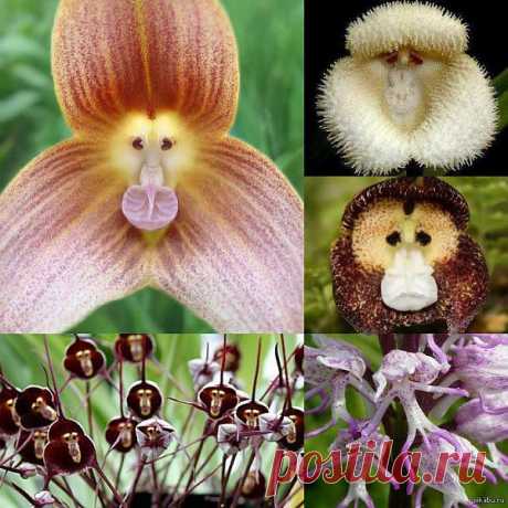 Улыбка природы: орхидеи с мордочкой обезьяны. Разновидности