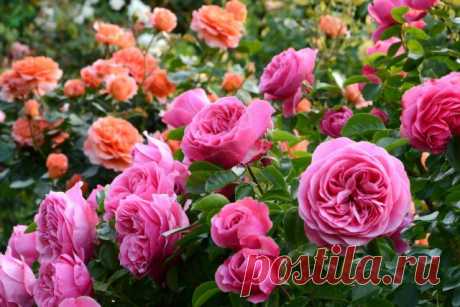 Розы — как выбрать свою? Фото — Ботаничка.ru