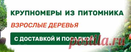 Активно развивающийся и современный питомник «Дяди Бори» предлагает собственным клиентам саженцы, где любой желающий может найти интересующее растение. Познакомиться со всеми саженцами питомника возможно на официальном сайте или же с помощью опытного сотрудника, который в деталях расскажет о каждом растении.

В данном питомнике растет большое количество сортов растений, на каждое из которых в случае заказа услуги посадки предоставляется расширенная гарантия