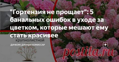 "Гортензия не прощает": 5 банальных ошибок в уходе за цветком, которые мешают ему стать красивее Хотите преобразить гортензии в своем личном саду? Тогда пламенный салют, увлеченный гортензиевод! Сегодня на повестке дня - 5 распространенных, и вместе с тем коварных ошибок в уходе за декоративным растением, имеющим все шансы стать самым заметным украшением участка. Что значит "ошибка" Очень часто читатели, увидев в списке ошибок свои действия, начинают возмущаться: "А я вот ...