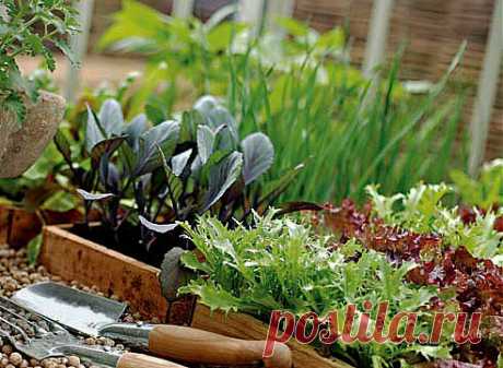 Выращивание рассады: когда сеять овощи? на Supersadovnik.ru
