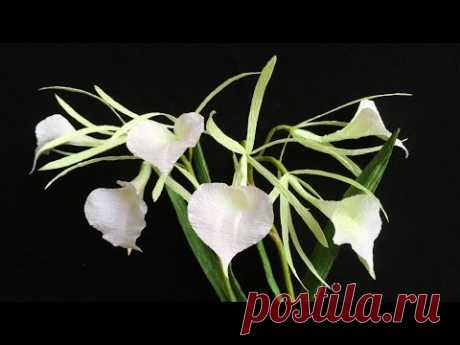 ABC TV | How To Make Brassavola Nodosa Paper Flower From Crepe Paper - Craft Tutorial