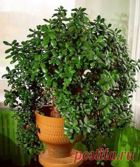 Если у вас растет денежное дерево — узнайте, что это за чудо-растение!