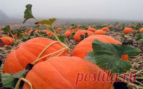 Тыква – урожай в большом формате