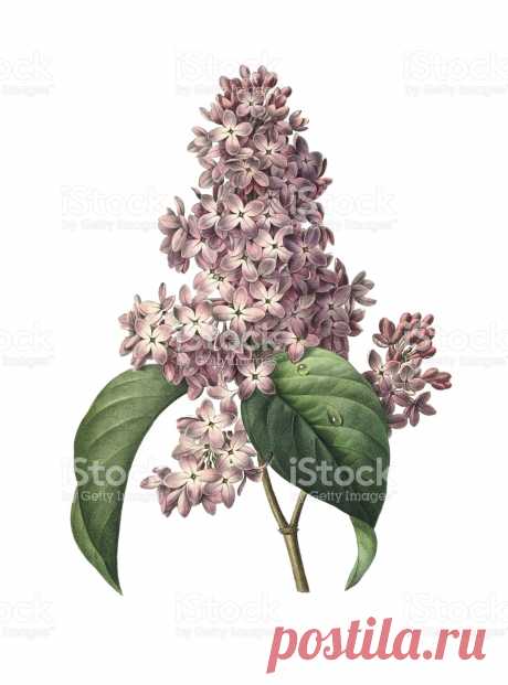 Lilac Redoute Flower Illustrations stock vector art 516190261 | iStock