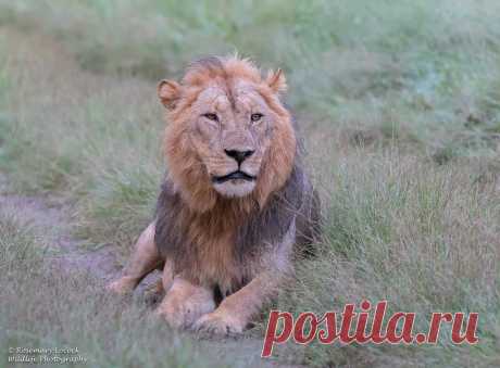 Male Lion - Panthera leo Khwai private Concession, Botswana, 2017. Here is our camp intruder ( see previous image)