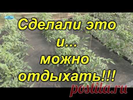 Лёгкий способ! Как замульчировать растущие томаты агроволокном.