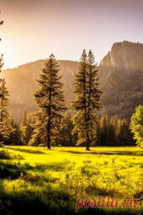 Green Grass Field and Green Tress during Day Time