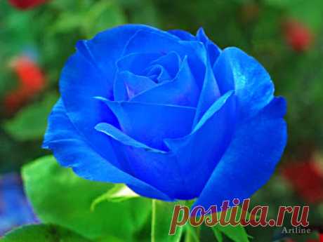 Artline : Feel The Creation!: Blue Rose With Green Leaf HD Wallpaper