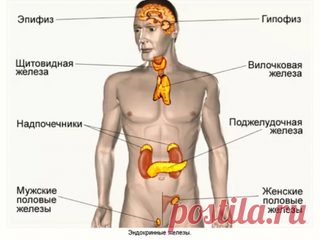 Омоложение эндокринной системы