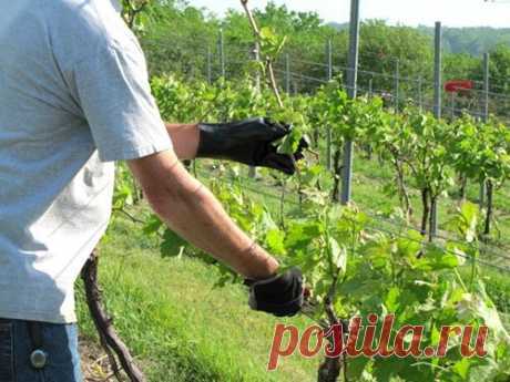 Как обрезать виноград летом от ненужных побегов? | 6 соток