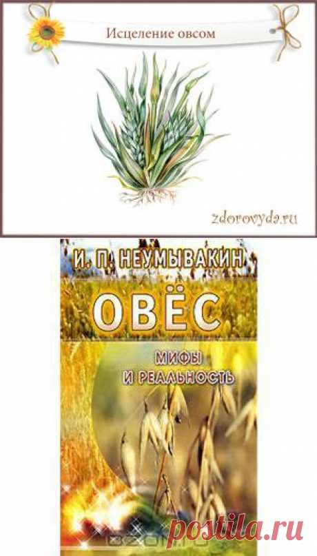 настой овса польза | Блог  о красоте и здоровье
Как исцелиться обыкновенным овсом