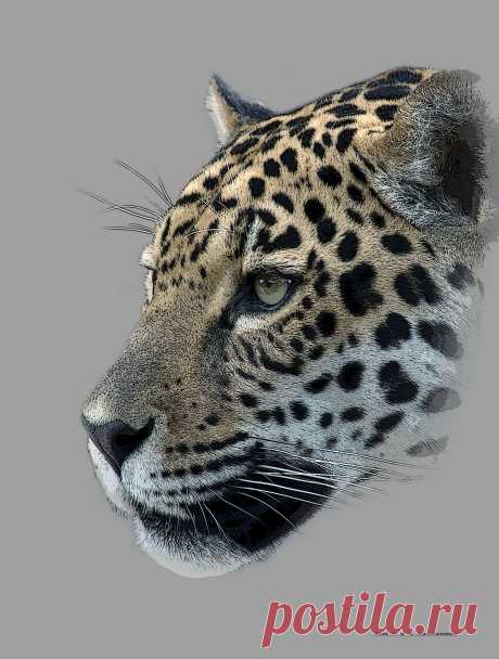 Леопард.