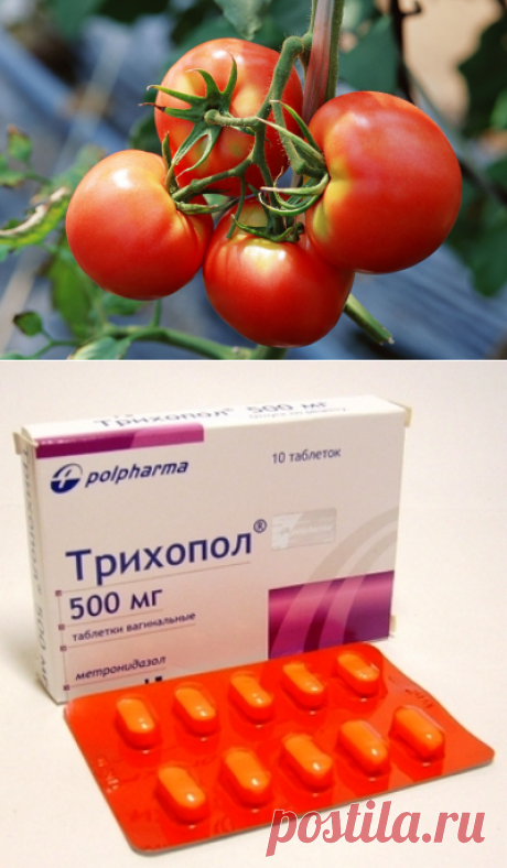 Спасаем и лечим помидоры таблетками! » Женский Мир