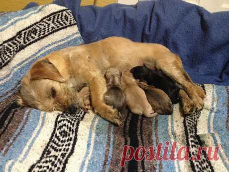 Милые мамы-собаки и их очаровательные щенята — продолжение