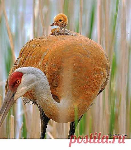 Мать и дитя
bird and baby | Birds