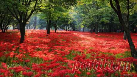 Flowery hill, автор — Tiger Seo.Фото 126791741 - 500px