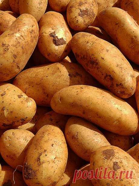 Картофель – секреты большого урожая из года в год