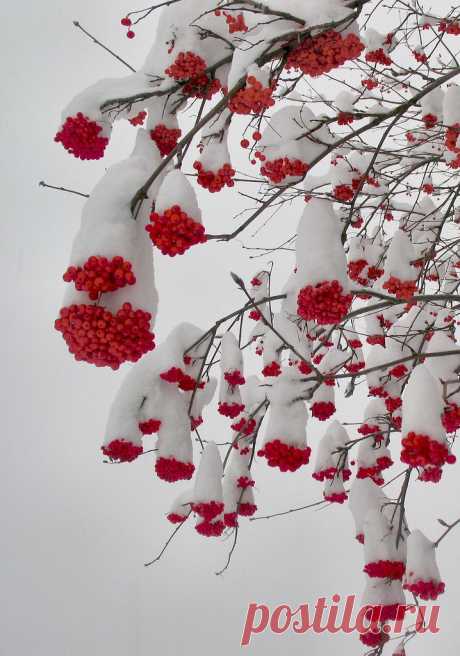 Snow and berries  |  Найдено на сайте pixdaus.com.