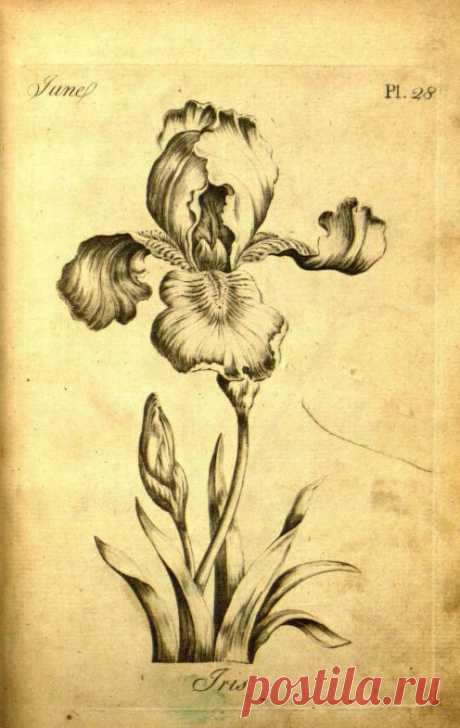 The florist :containing sixty plates of the most beautiful flowers regularly disposed in their succession of blowing. To which is added an accurate description of their colours with instructions for drawing and painting according to nature : being a new work intended for the use & amusement of gentlemen and ladies delighting in that art. : Sayer, Robert. : Free Download, Borrow, and Streaming : Internet Archive
