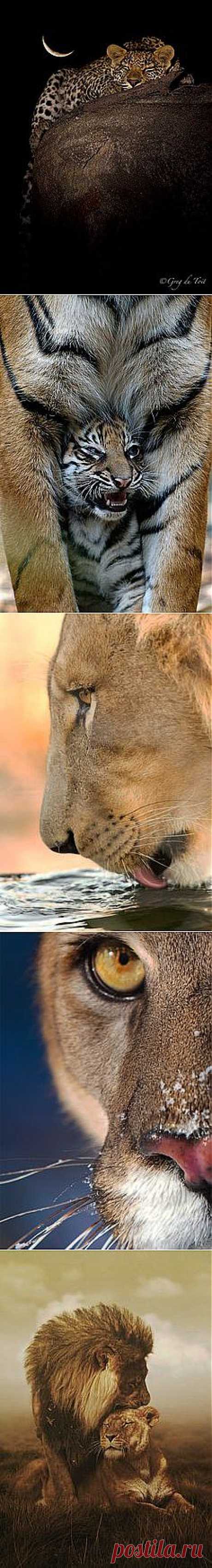 Here Kitty, Kitty . . . Big Cats on Pinterest